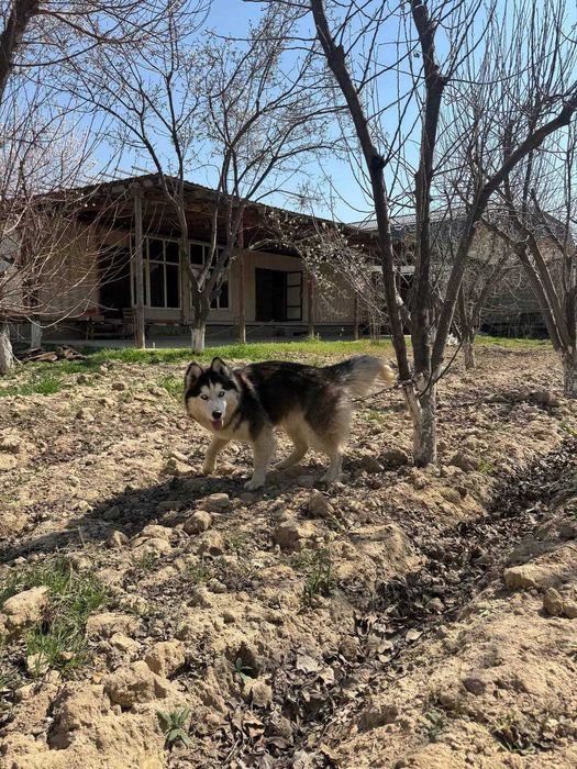 Собака " Сибирский Хаски"