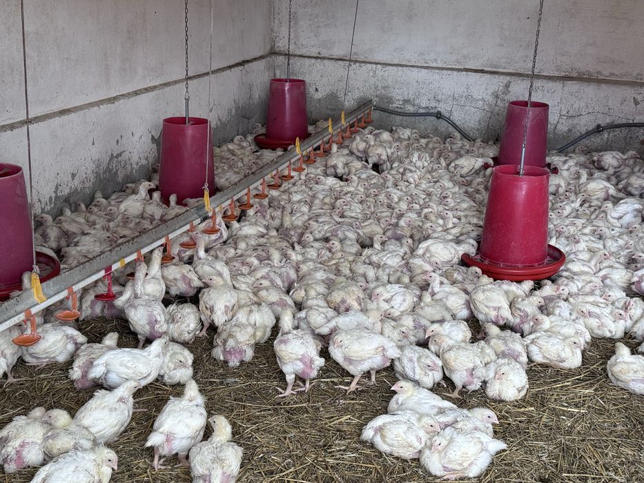 Avem pui de carne.  Greutate 1,4 kg