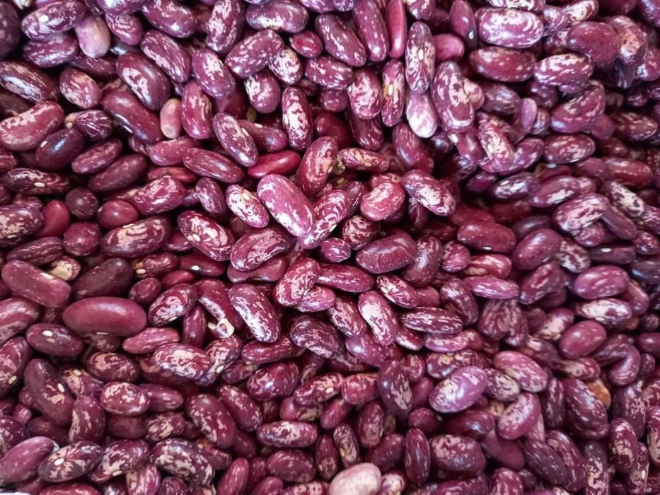 Fasole pestriță 2025