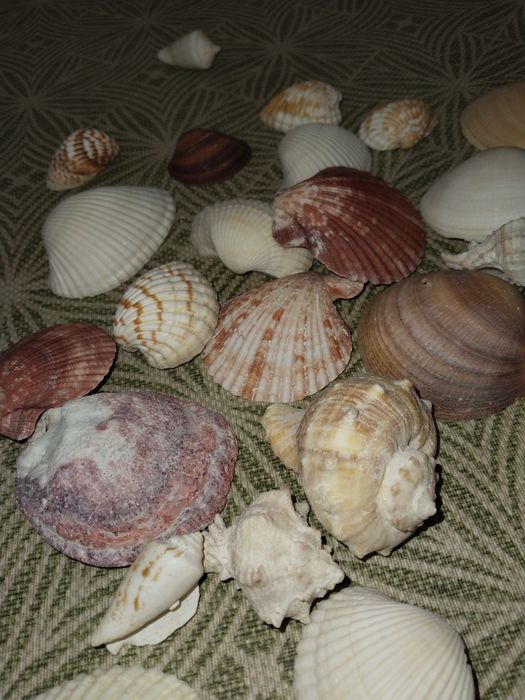 Ракушки натуральные.