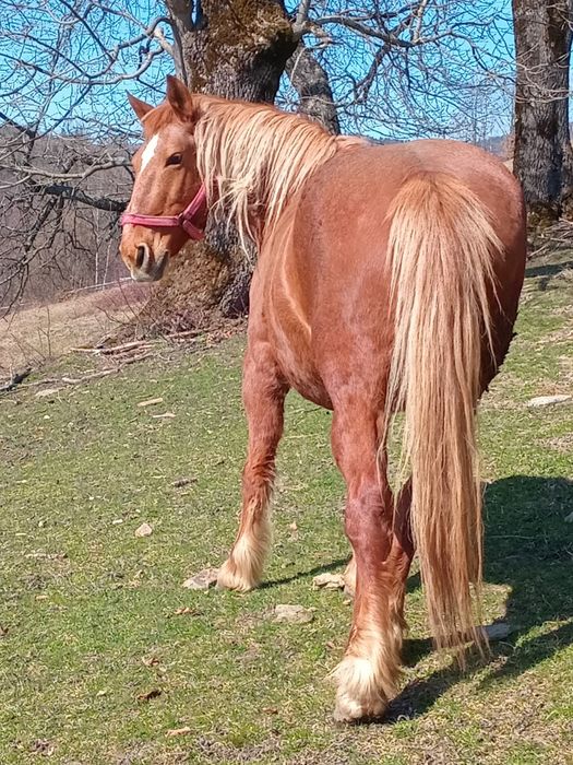 Vând iapă de 8 ani