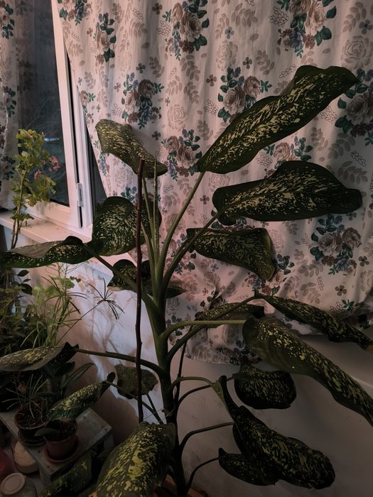 Диффенбахия. Цветы для вашего дома и офиса.