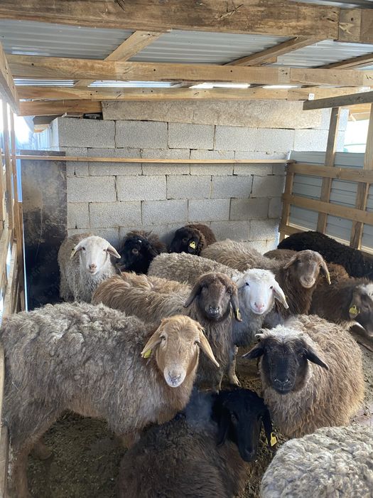 Қой сатылады оптом