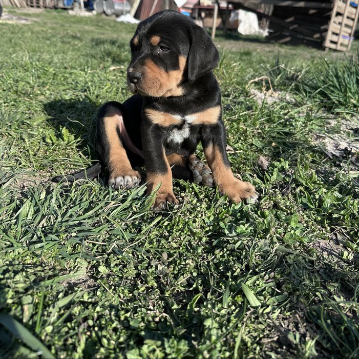 Disponibili copoi ardelenesc