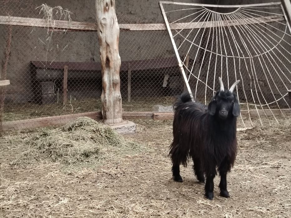 1 ta sarka va 1 ta moda qisir uloq sotiladi