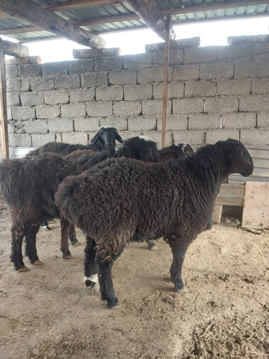 Қошқар семіз жаиылып семірген