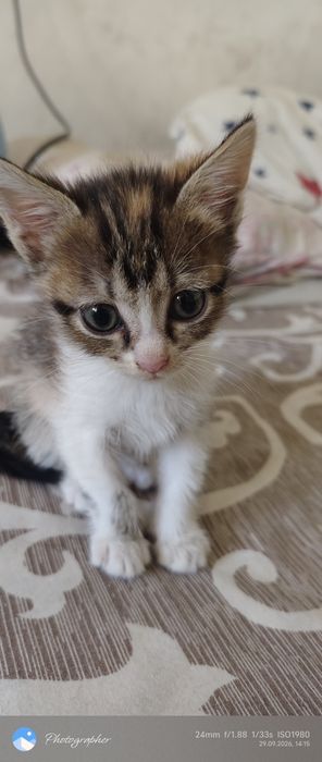 Девочки котята возраст 1 мес