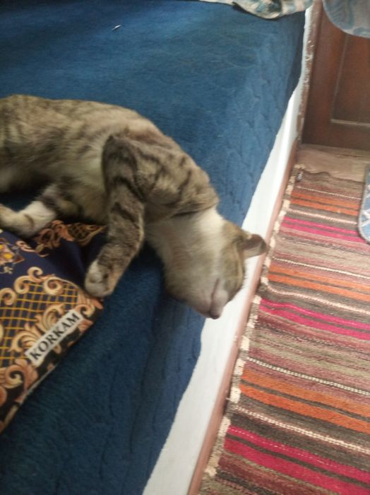 Mushuk ismi momuqvoy