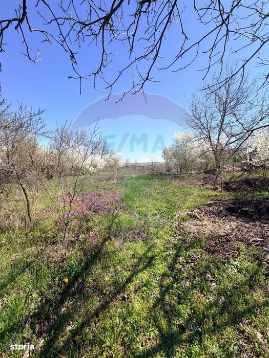 Teren 3,700mp Dobriceni / Strada Sabin Balașa