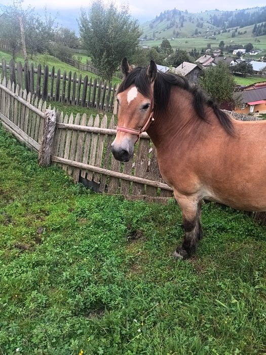 Cal de vânzare 4 ani