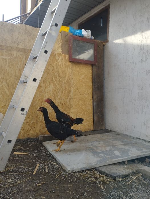 Продам петуха кореец