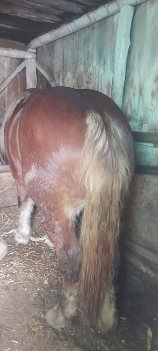 Vand manză si junele