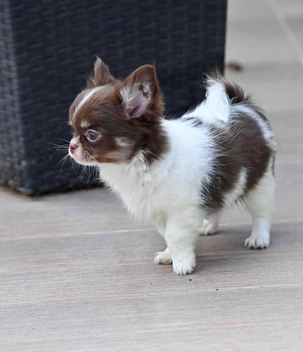 Мъжки дългокосмести мини чихуахуа шоколадови