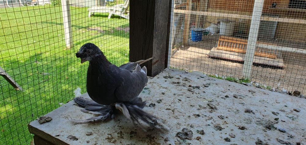 Голуби бойные разных мастей