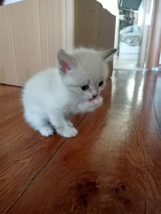 Отдадим Котят бесплатно.