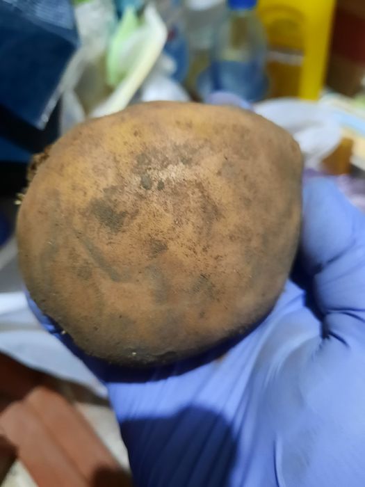 Продам домашний картофель