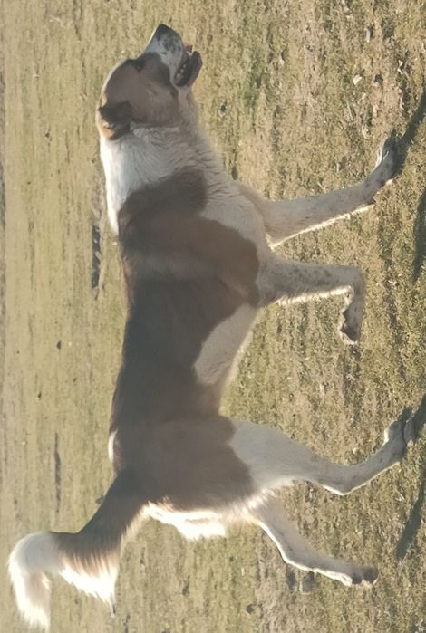 Жетілген әйелдердің әуесқойлары үшін, бейнелер