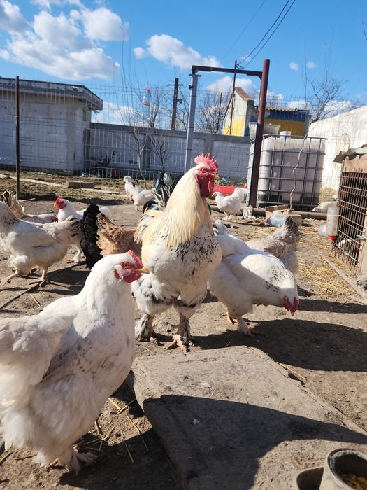 Vând oua incubat gaini incaltate/cocoși încălțați si matase japoneza