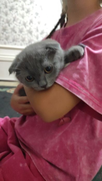 Продаются британский шотландский котят