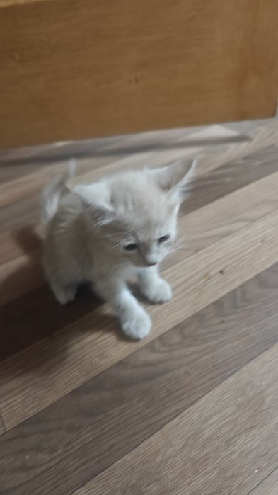 Кошку с котятами