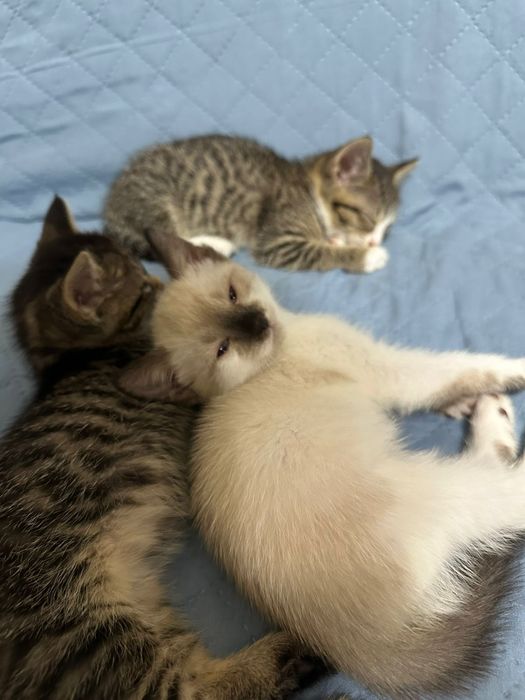 Отдам бесплатно котят