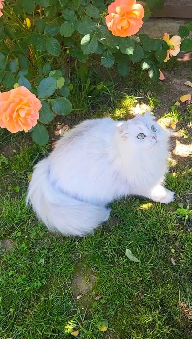 Baiat SUPERB  Scottish fold cu pedigree wcf