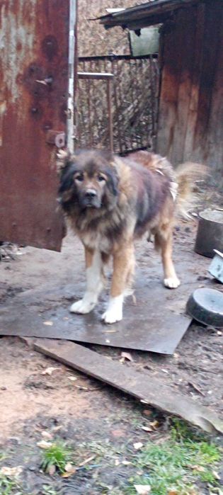 Собака ищет домик