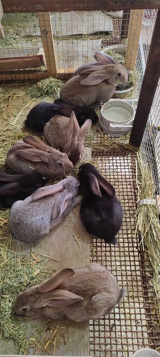 Продаются крольчата крупных пород Ризен и Бургундский