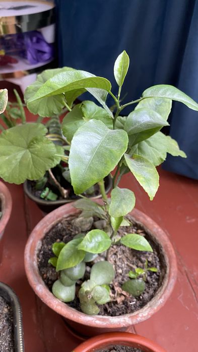 Лимонное дерево