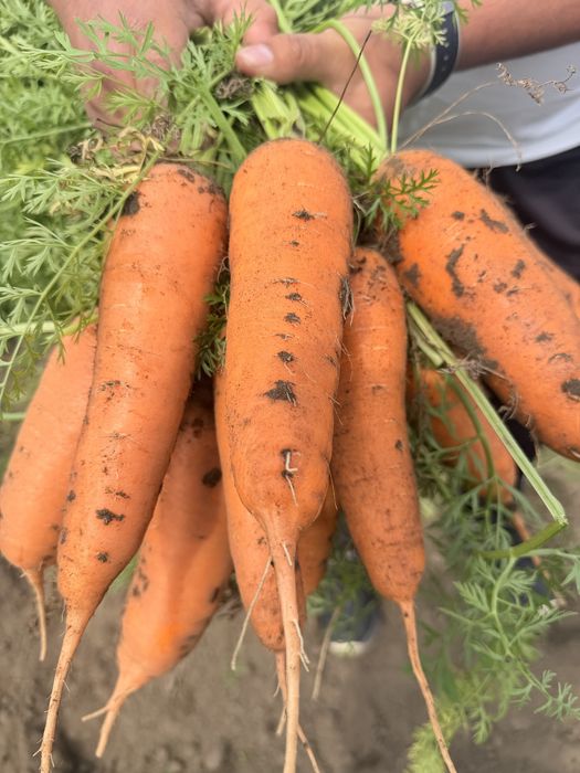 Продам морковь сорт Каспи Абака каскад