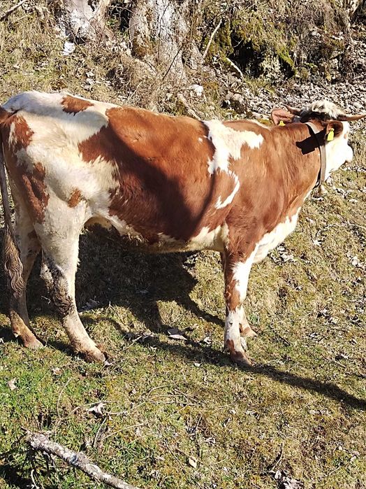 Junincă  de doi ani de vânzare