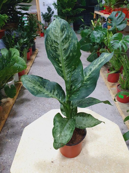 Diffenbahiya диффинбахия