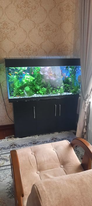 Акварюм растенялар сотамо хар хил