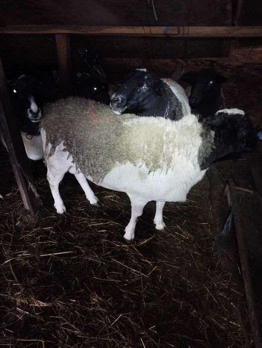 Oi Metis Dorper cu Turcana