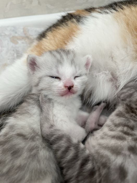 Продаю котят в добрые руки