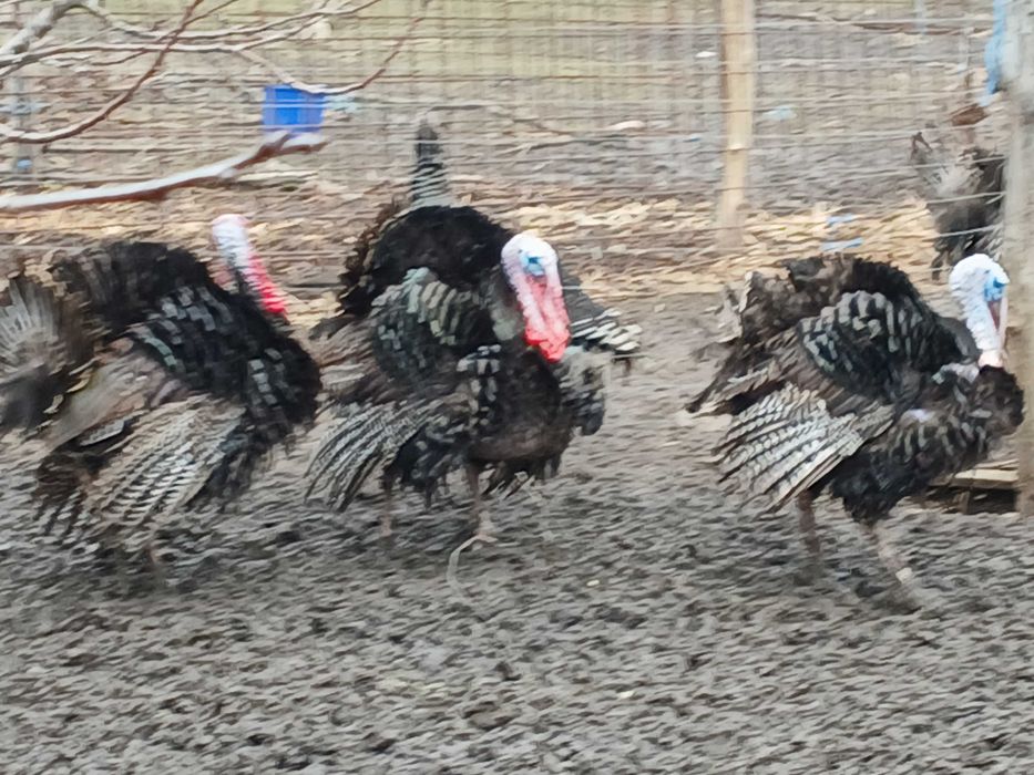 Curci si curcani de vanzare , curci de rasa