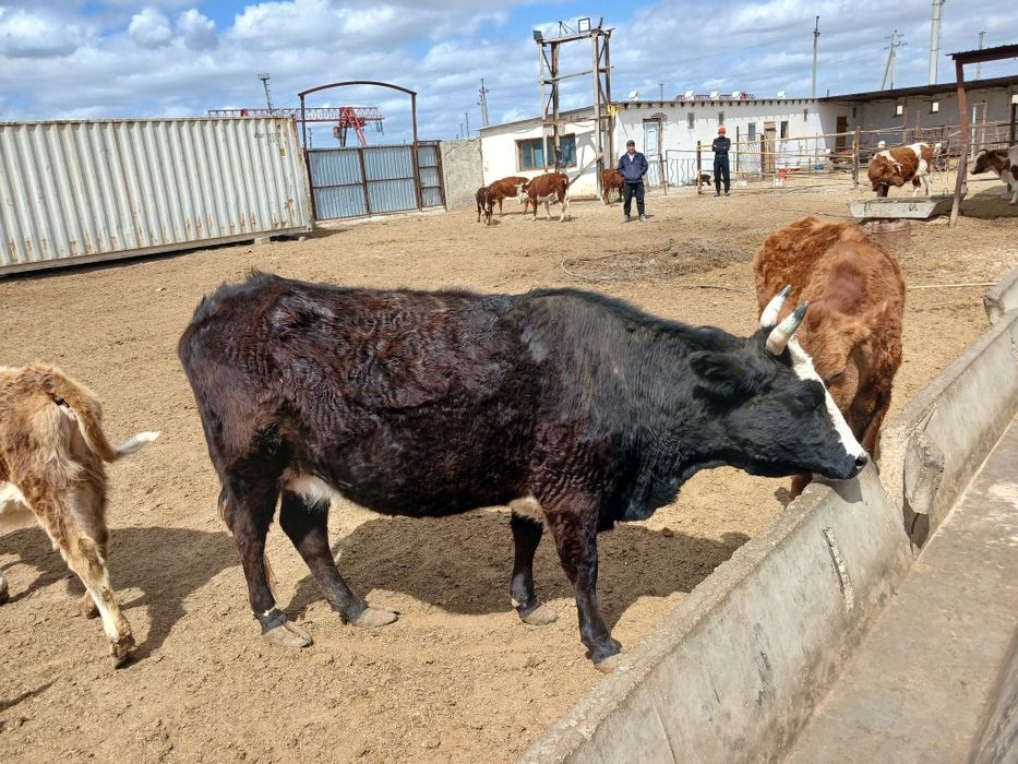 Сцыр сатылады келип кориниздер