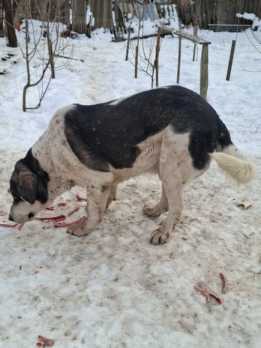 Собака, Алабай кабель