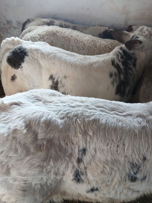 Taurasi si vitele belgieni intarcati