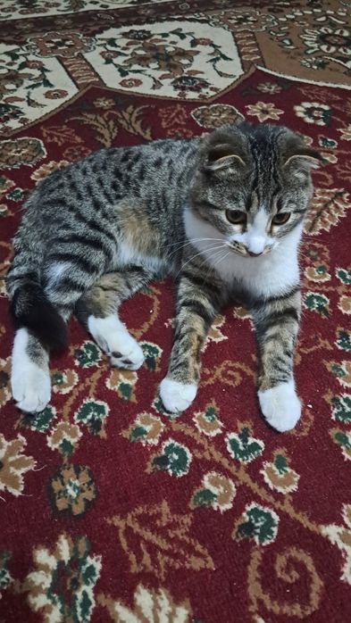 Parodali mushik Juda shirin, aqlli va ozoda mushukcha yangi oilasini k