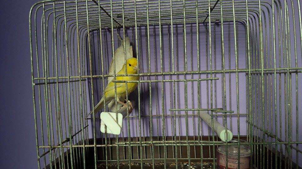 Canari de cantec si culoare