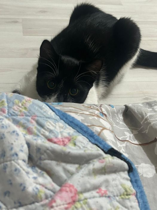Кот Муся ищет новый дом