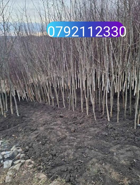 Mesteacăn betula, tei de floare, frasin, carpen, stejar roșu, arțar