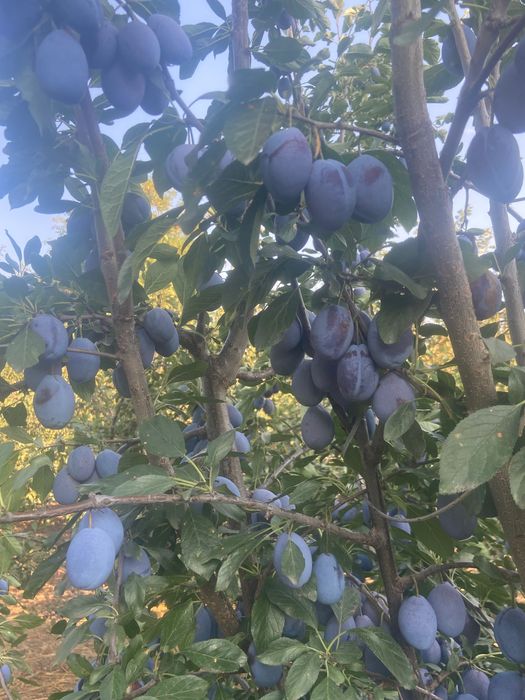 Vand prune pentru tuica