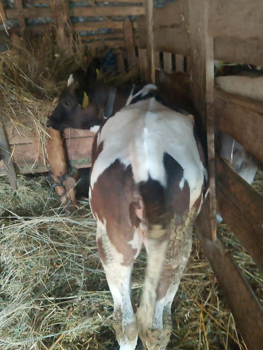 Vând vițea bălțată românească