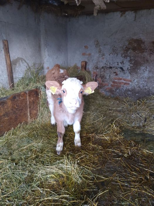 Vând vacă Bălțată Româneasca cu tăuraș