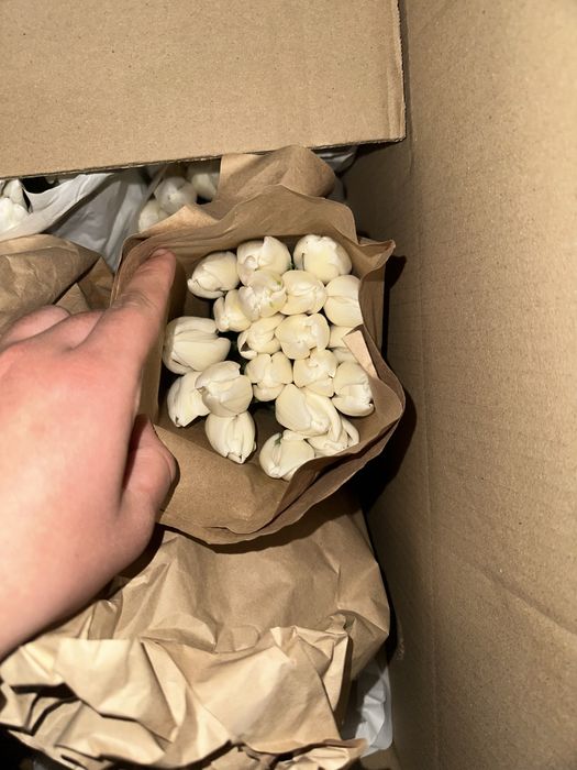 Тюльпаны оптом Алматы