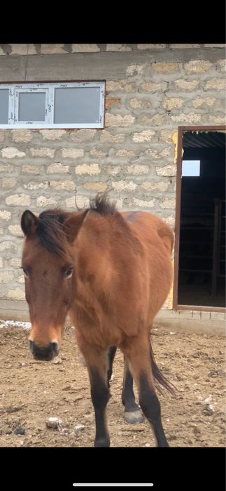 Айғыр және биелер сатыладц