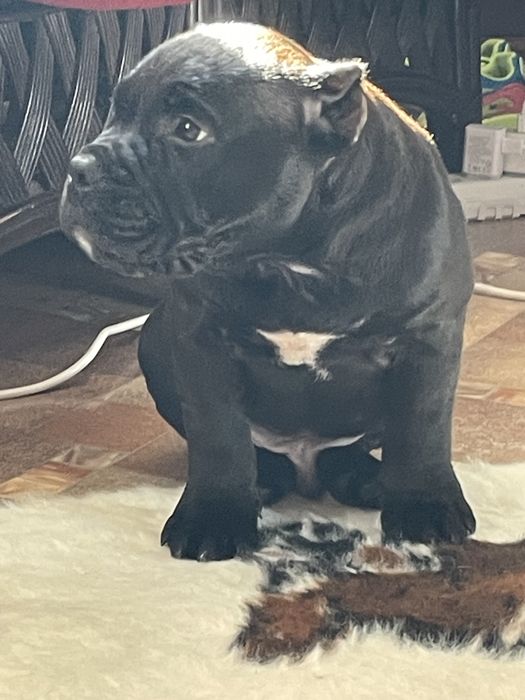 Американский  булли