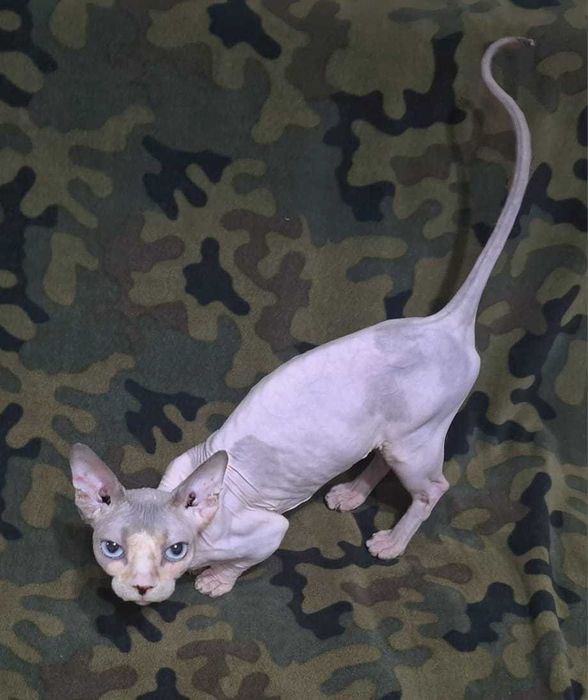 Кошечка  Бамбино